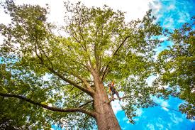 Best Tree Risk Assessment  in Fair Lawn, NJ