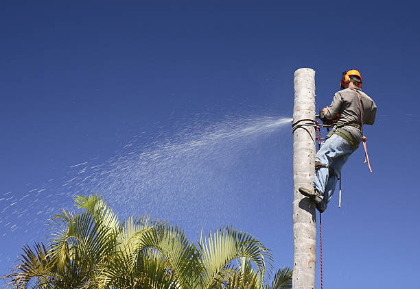 Best Tree Maintenance Programs  in Fair Lawn, NJ