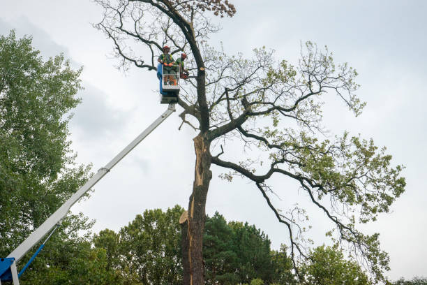  Fair Lawn, NJ Tree Care Pros