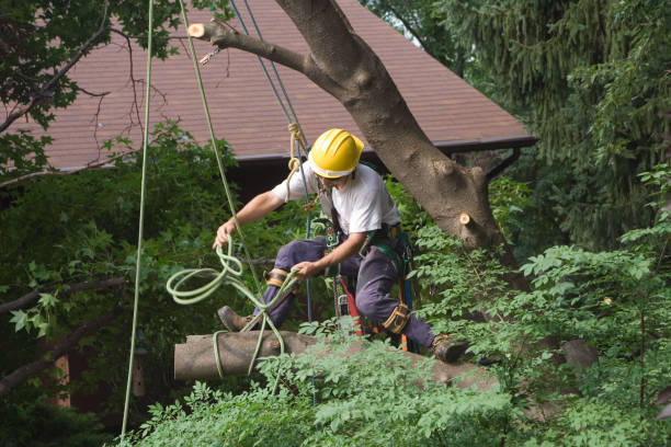 Best Grass Overseeding  in Fair Lawn, NJ